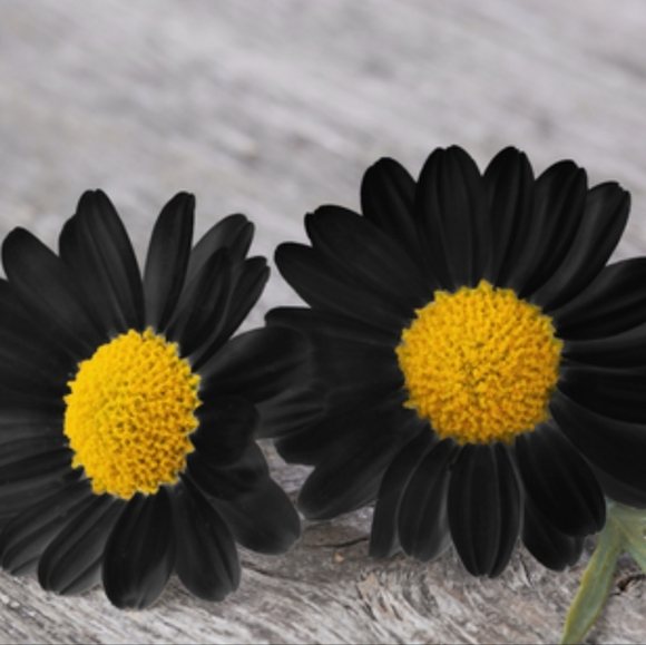 Heart4kids Scented Candles Black Chamomile 2×(7oz) - Picture 7 of 10